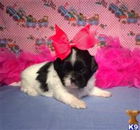 shih tzu puppy posted by little paws kennel